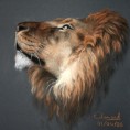 dessin-lion